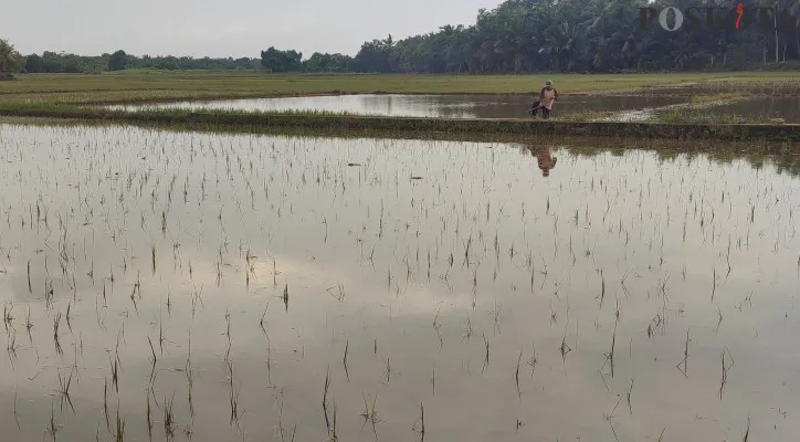 Kondisi tanaman padi petani di Kecamatan Pagelaran, Pandeglang, membusuk usai terendam banjir. (Poskota/ Samsul Fatoni).