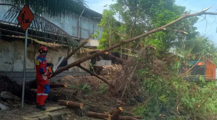 Pohon berjenis Lamtoro atau petai china berlokasi di Jalan Ancol Barat 6, Pademangan, Jakarta Utara, tumbang pada Senin, 16 Desember 2024. (Dok. Gulkarmat)