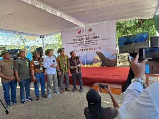 Foto: 6 Ekor Komodo Hasil Breeding Taman Safari Indonesia Dilepaskan ke Cagar Alam Wae Wuul NTT. (Ist.)