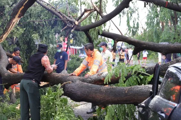 Kabid Kedaruratan dan Logistik BPBD Kota Tangerang, Gufron Falfeli saat melakukan penanganan terhadap pohon tumbang. (foto: poskota/ muhammad iqbal)