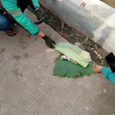 Jasad bayi laki-laki masih ditutupi kulit ari di dalam Kali Baru, Depok gegerkan warga langsung diangkat dan ditutupi daun pisang. (Ist)