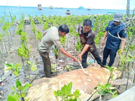 Bangkai mamalia  laut yang hampir punah    jenis Dugong sebelum ditenggelamkan. (ist)