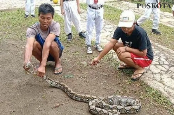 Petugas keamanan sekolah dibantu warga menangkap ular sanca yang masuk ke halaman SDN Cina Cinangka Empat, Kabupaten Bogor. (foto: poskota/ billy)