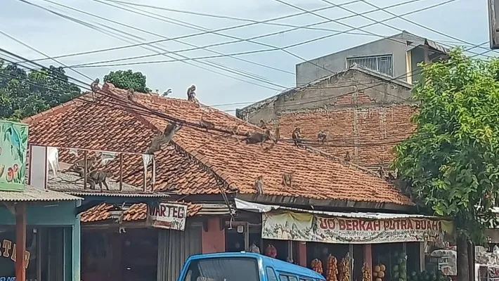 Puluhan kera liar di Ciampea Bogor masuk ke pemukimanan warga, mereka merusak dan menjarah makanan. (foto: poskota/ billy)