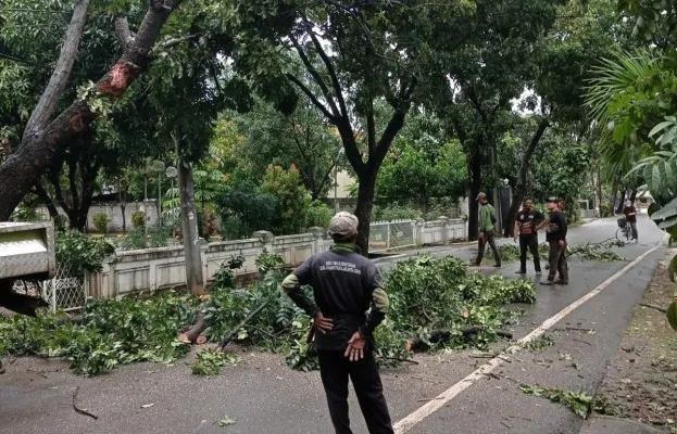 Hujan lebat disertai angin kencang beberapa lalu mengakibatkan belasan pohon tumbang di Jakarta Utara.  (Ist)