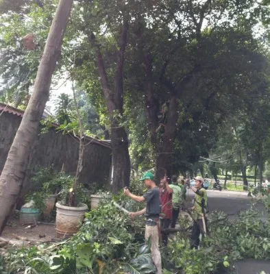 Satgas Pertamanan dan Hutan Kota Kecamatan Menteng memangkas pohon rawan tumbang. (Ist)