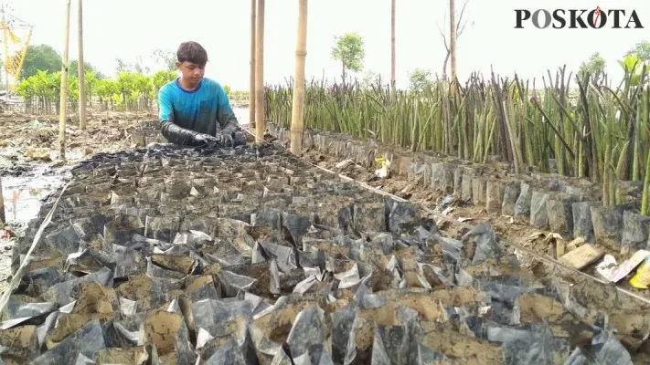 Foto : Pemuda Kelompok Tani Hutan Tanjung Burung menunjukkan Lahan di pesisir utara Tangerang yang pesat dijadikan lokasi pembangunan. (Poskota/M. Iqbal)