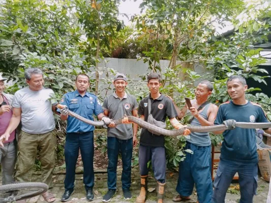 Petugas BPBD Pandeglang mengevakuasi king kobra sepanjang 3 meter dari rumah warga. (Ist)