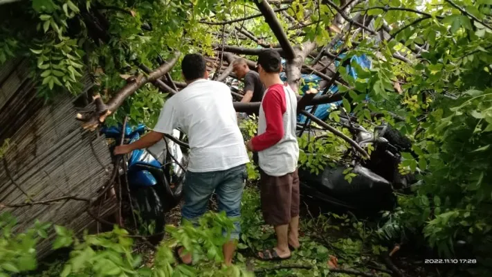 Pohon tumbang menimpa 7 unit motor di Jalan Mandalika Raya, Tanjung Duren Selatan, Grogol Petamburan, Jakarta Barat. (Ist)