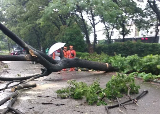 Pohon tumbang bersamaan hujan deras yang mengguyur wilayah Cengkareng, Jakarta. (Ist)