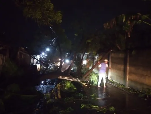 Pohon tumbang di sejumlah wilayah di Kabupaten Tangerang akibat hujan dan anging kencang. (Ist)