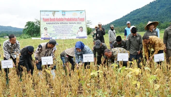 Bupati Serang Ratu Tatu Chasanah saat panen kedelai di Kecamatan Padarincang. (Ist)