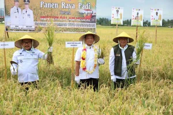 Mendagri Muhammad Tito Karnavian saat panen raya di Desa Banggai. (ist)