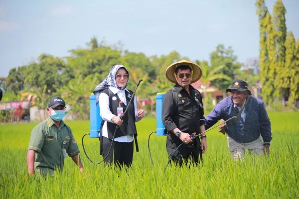 Mentan SYL meninjau jalanya penanganan hama wereng pada lahan sawah di Desa Karangdowo. (ist)