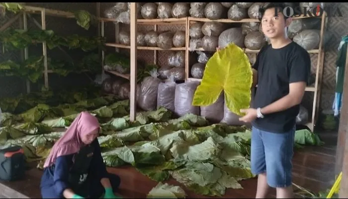 Foto: Petani asal Serang, Banten, Nur Arief Syahputra menyulap talas liar jadi tembakau. (Poskota/Bilal Hardiansyah)