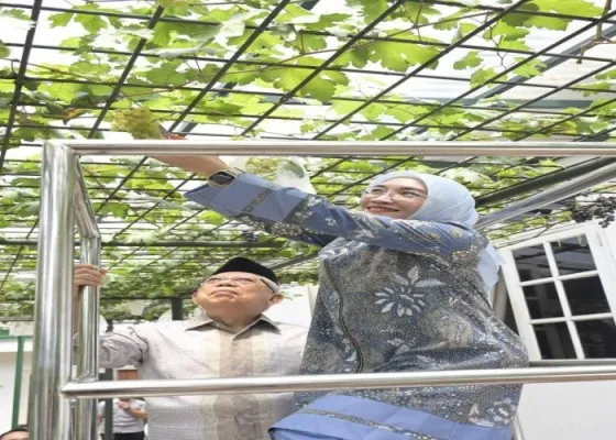 Wapres KH Ma'ruf Amin bersama istri saat panen anggur di rumah dinas, kawasan Menteng. (Setwapres)