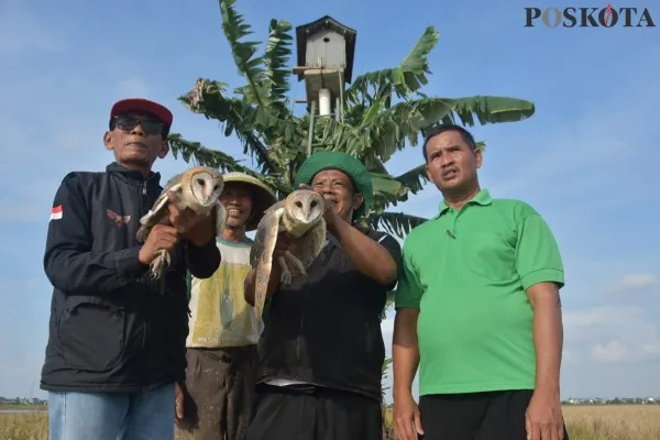 Petani Sukaasih di Sukatani Bekasi saat memperlihatkan konsep Rumah burung hantu (Rubuha) untuk mengusir hama tikus. (Poskota/Ihsan Fahmi)