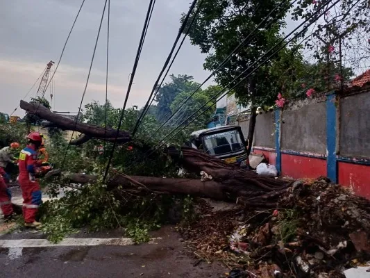 Pohon tumbang di Jalan Wijaya Kusuma, Grogol Petamburan, Jakarta Barat, Kamis, 4 Juli 2024. (Poskota/Pandi)