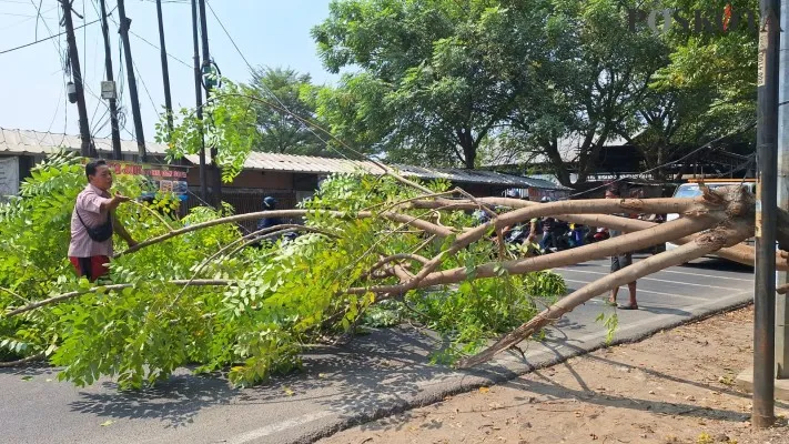 Pohon kedondong tumbang di Jalan Perjuangan, Bekasi Utara, Kota Bekasi, Senin, 29 Juli 2024. (Poskota/Ihsan Fahmi)