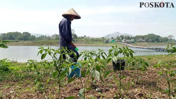 Petani di sekitaran area Waduk Saguling, Kabupaten Bandung Barat memanfaatkan lahan kering untuk bercocok tanam. (Poskota/Gatot Poedji)