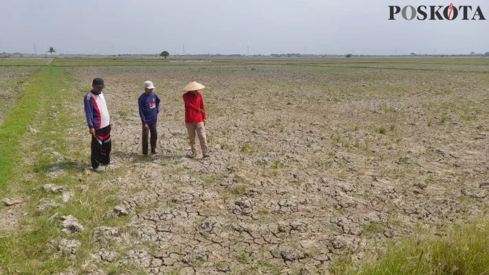 Petani di Kecamatan Tambelang, Kabupaten Bekasi menunjukkan lahan pertanian mengalami kekeringan. (Poskota/Ihsan)