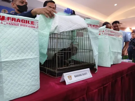 Lutung Budeng, salah satu hewan yang diamankan dari STH oleh Kantor Bea Cukai Soekarno-Hatta, Selasa, 5 November 2024. (Foto/Veronica)