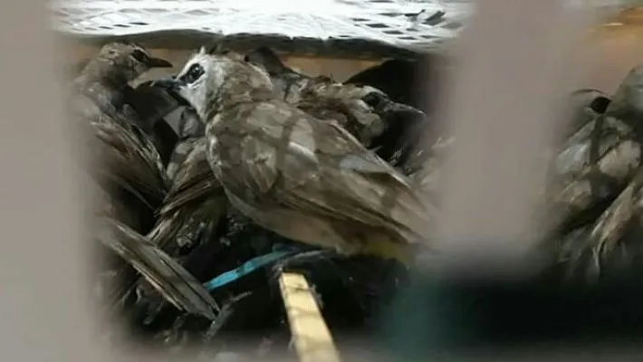 Burung jenis cerukcuk dalam keranjang buah yang diamankan petugas karantina. (foto: ist)