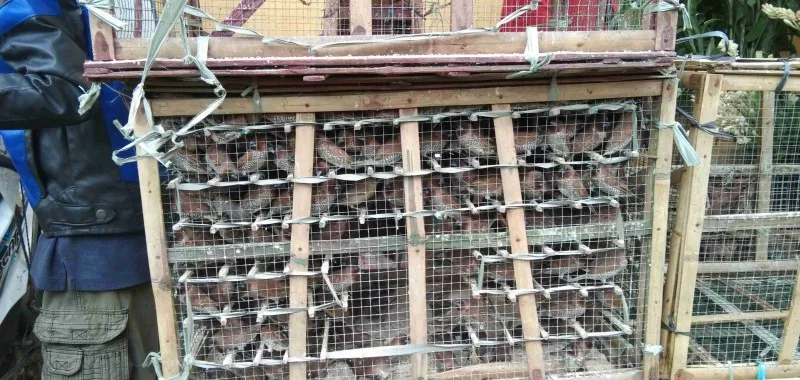 Penjualan burung pipit pada saat perayaan Imlek, marak ditemukan. Seperti di dekat Vihara Dharma Jaya Glodok. (foto: poskota/ yoga)