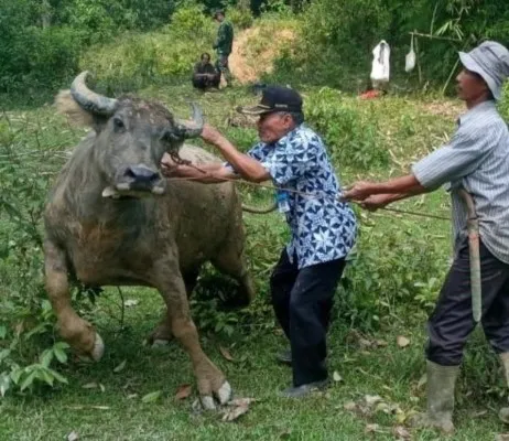 Kasus PMK ternak di Kabupaten Lebak Banten masih terbilang tinggi.  (Ist)