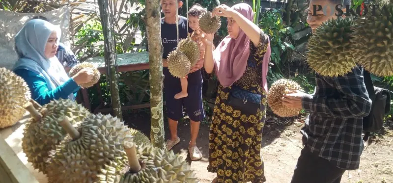 Foto: Musim durian lokal di Pandeglang, Banten, diburu wisatawan. (Poskota/Samsul Fathony)