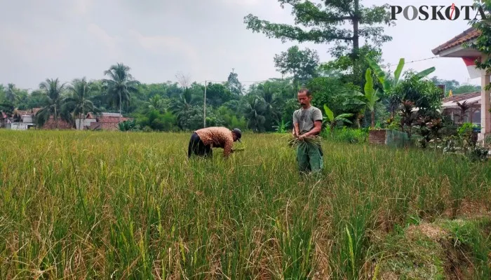 Foto:  Para petani di Lebak, Banten, saat berusaha merawat tanaman padinya yang dilanda kekeringan. (Poskota/Samsul Fatoni).