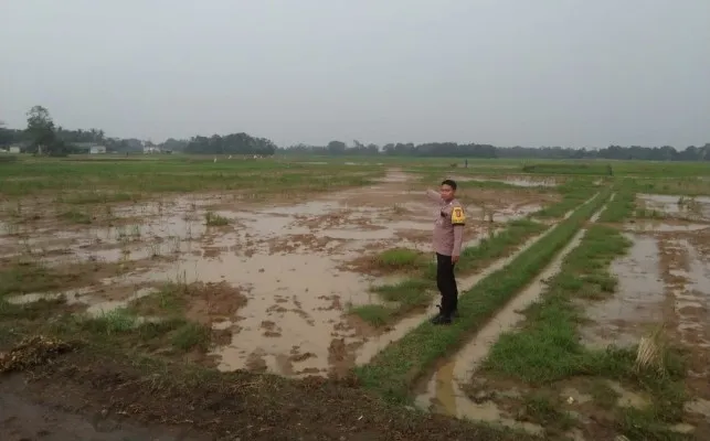 Lokasi seorang petani di Pandeglang tewas tersambar petir. (Dok. KSB Pandeglang)