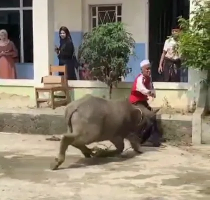 Seekor kerbau di Lebak, Banten ngamuk dan seruduk warga hingga jatuh saat akan disembelih. (Dok. Warga)