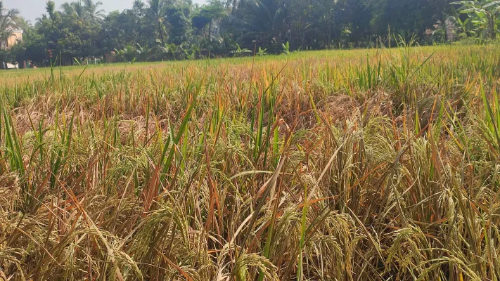 Sawah petani di Pandeglang terserang hama. (Poskota/Samsul Fatoni)