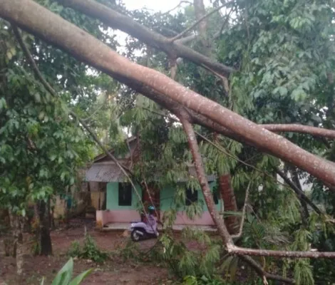 Salah satu kejadian pohon tumbang menimpa rumah warga di Pandeglang. (dok. warga)