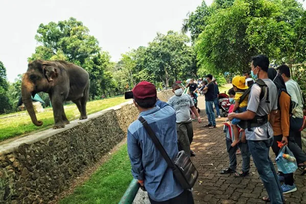 Sejumlah wisatawan menyaksikan Gajah Sumatera di Taman Margasatwa Ragunan, Jakarta, Minggu (24/10/2021). Pengelola mewajibkan wisatawan yang ingin berkunjung untuk mendaftar secara online satu hari sebelum kunjungan dan yang dizinkan masuk hanya warga ber-KTP DKI Jakarta dan sudah divaksin minimal dosis pertama. Poskota/Ahmad Tri Hawaari