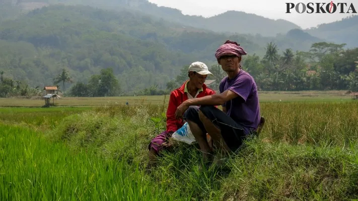 Petani di Desa Pabuaran, Bogor meratapi sawah yang kering saat musing kemarau. (Panca)