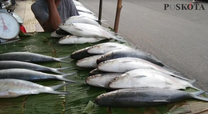 Jajaran ikan bandeng di kawasan Rawa Belong, Jakarta Barat. (Foto: Yoga)