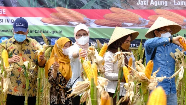 Jagung produksi lokal yang diserap Perum BULOG. (ist)