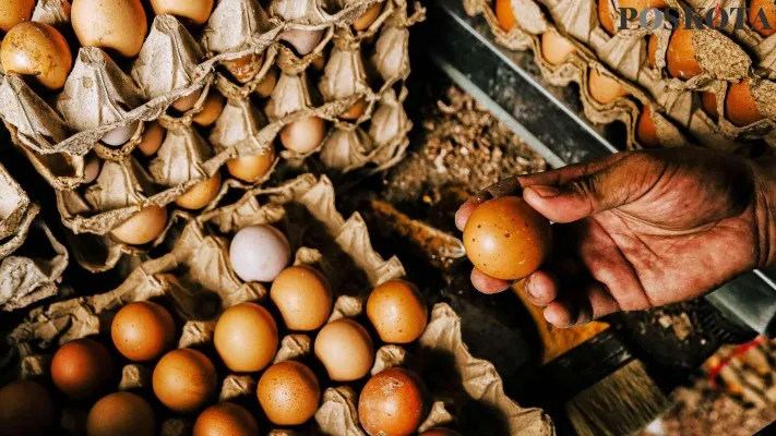 Foto: Harga Telur ayam hari ini tembus Rp 32 ribu per kilogram. (Dok. Poskota)