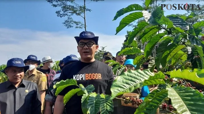 Plt Bupati Bogor Iwan Setiawan saat panen raya kopi di Kecamatan Sukamakmur, Kabupaten  Bogor. (Foto: Panca)