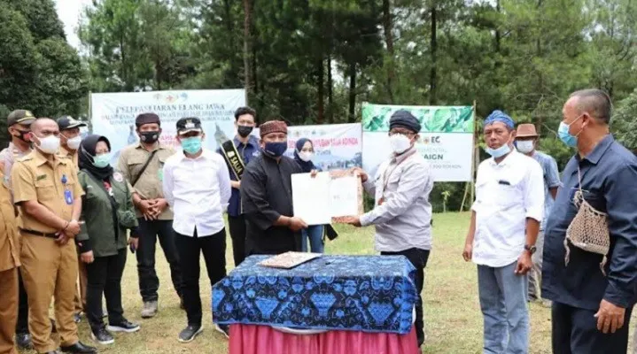 Pelepasliaran si cantik, elang Jawa di wilayah Desa Majasari, Kecamatan Sobang, Kabupaten Lebak , Selasa (16/11/2021). (ist)