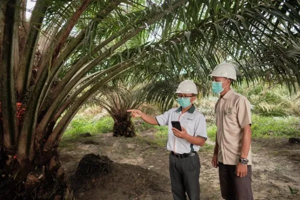 Solid di Masa Pandemi, Industri Sawit RGE - Apical Fokus Perkuat Keberlanjutan. (foto/rge)