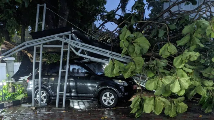 Dua mobil dinas yang terparkir di depan kantor BKPSDM Rusak Tertimpa Pohon usai hujan deras disertai nagin kencang melanda komplek pemerintahan Kabupaten Bogor di Kecamatan  Cibinong, Kabupaten Bogor (Panca Aji)