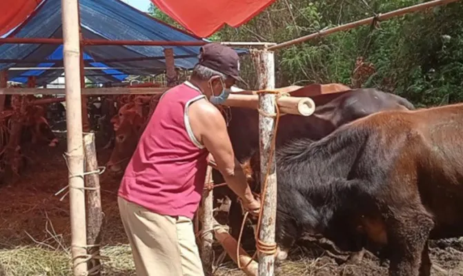 Riyadi (65) pedagang sapi kurban di samping Jalan RE. Martadinata, Pademangan, Jakarta Utara terancam merugi. (Foto/Yono)