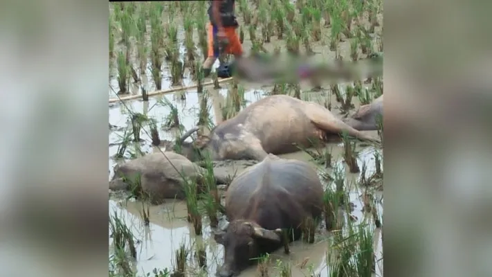 Seorang pengembala dan 5 ekor kerbaunya ditemukan tewas di ladang persawahan di Cihara. (foto: ist)