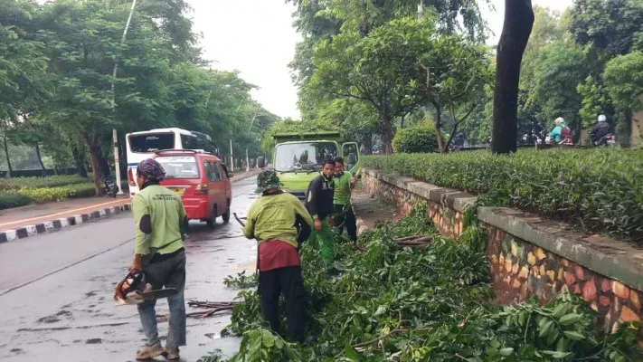 Sudin Pertamanan dan Hhutan Kota  Jakut mengevakuasi pohon tumbang di Jalan Yos Sudarso, Plumpang. (Ist)