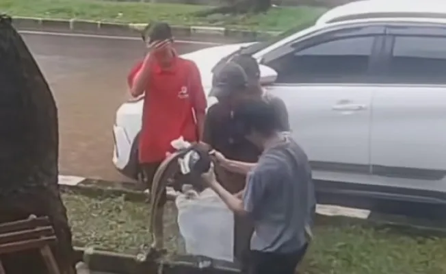 Ikan lele sebesar paha orang dewasa ditemukan dekat Stadion Pakansari, saat itu banjir menerjang wilayah itu. (Ist)