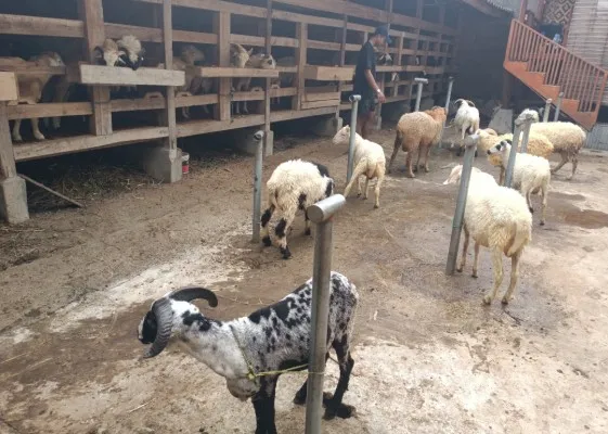 Penjelasan apakah boleh qurban domba atau kambing lebih satu orang?. (Yugi Prasetyo/Poskota)