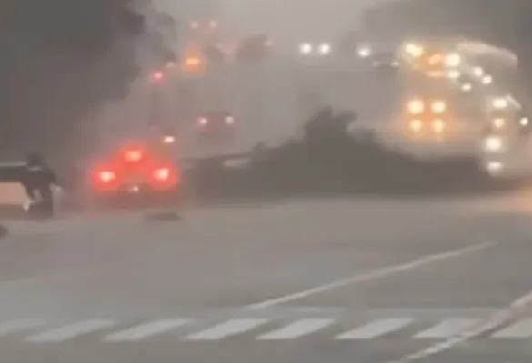 Pohon tumbang yang terjadi di Jalan Tomang Raya, Cideng, Jakpus. (IG: jakarta.terkini)